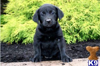 Labrador Retriever Puppies for Sale